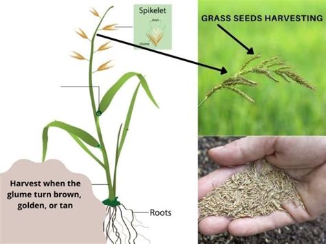 The Mystique of Magical Grass: Harvesting and Utilizing Its Seed